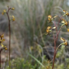 Diuris pardina at Hackett, ACT - suppressed