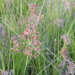 Cyperus concinnus (Trim Flat-sedge) at Pine Island to Point Hut - 13 Dec 2012 by MichaelBedingfield