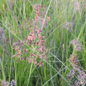 Cyperus concinnus at Gordon, ACT - 13 Dec 2012 07:16 PM