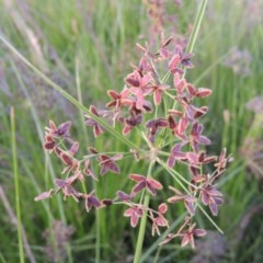 Cyperus concinnus at Gordon, ACT - 13 Dec 2012