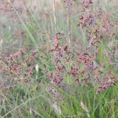 Cyperus concinnus at Gordon, ACT - 13 Dec 2012 07:16 PM