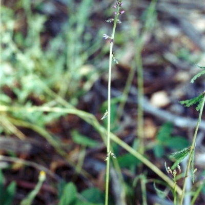 Oxytes brachypoda (Large Tick-trefoil) at Conder, ACT - 21 Dec 2011 by MichaelBedingfield