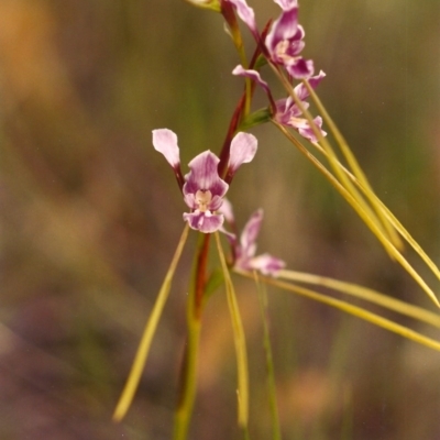 Diuris dendrobioides (Late Mauve Doubletail) at Tuggeranong Hill - 1 Dec 2003 by michaelb