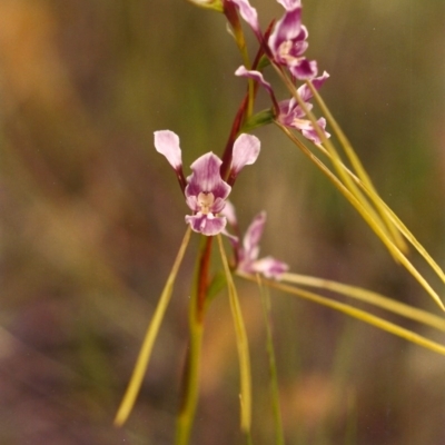 Diuris dendrobioides (Late Mauve Doubletail) by MichaelBedingfield