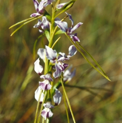 Diuris dendrobioides (Late Mauve Doubletail) at Conder, ACT - 4 Dec 1999 by michaelb