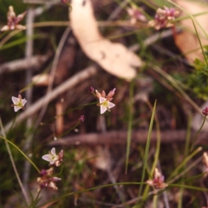 Laxmannia gracilis at Conder, ACT - 2 Dec 2003