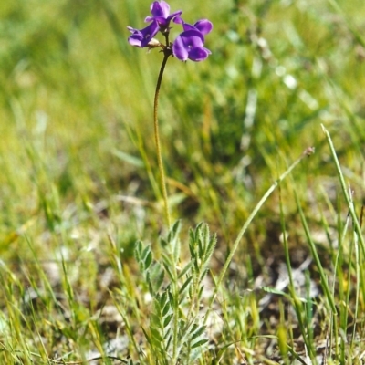 Swainsona behriana (Behr's Swainson-Pea) at Conder, ACT - 22 Oct 1999 by michaelb