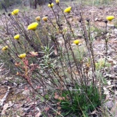 Rutidosis leptorhynchoides (Button Wrinklewort) at Red Hill Nature Reserve - 24 May 2014 by JasonC