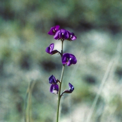 Swainsona recta (Small Purple Pea) at Mount Taylor - 6 Nov 2002 by michaelb