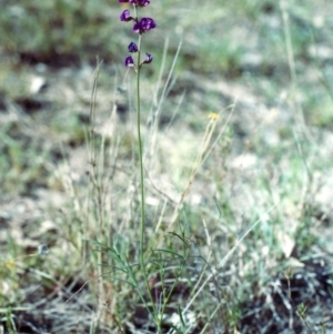 Swainsona recta at Kambah, ACT - 6 Nov 2002