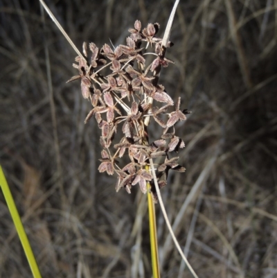 Cyperus concinnus (Trim Flat-sedge) at Pine Island to Point Hut - 17 May 2014 by MichaelBedingfield