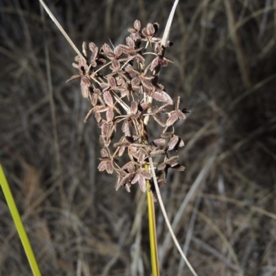 Cyperus concinnus (Trim Flat-sedge) at Paddys River, ACT - 17 May 2014 by michaelb