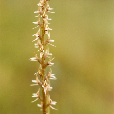 Prasophyllum petilum (Tarengo Leek Orchid) at Wallaroo, NSW - 15 Oct 2003 by michaelb