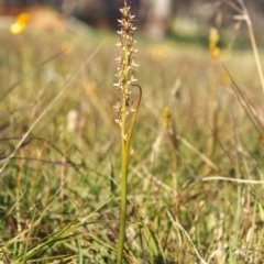 Paraprasophyllum petilum at suppressed - 15 Oct 2003