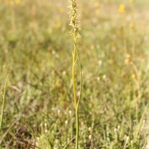 Prasophyllum petilum at suppressed - 15 Oct 2003