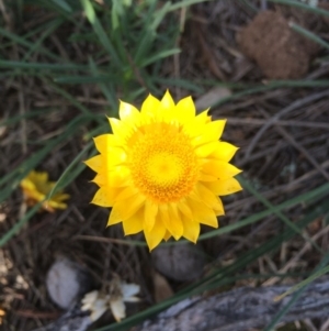 Xerochrysum viscosum at Canberra Central, ACT - 25 May 2014