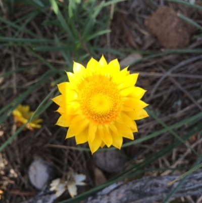 Xerochrysum viscosum (Sticky Everlasting) at Mount Majura - 25 May 2014 by AaronClausen