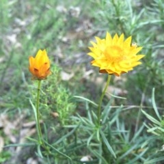 Xerochrysum viscosum (Sticky Everlasting) at Mount Majura - 25 May 2014 by AaronClausen