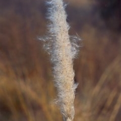 Imperata cylindrica (Blady Grass) at Greenway, ACT - 26 Apr 2007 by michaelb