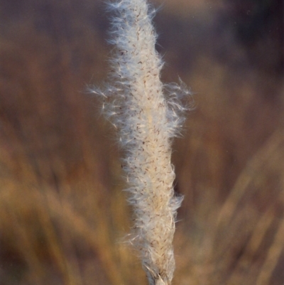 Imperata cylindrica (Blady Grass) at Greenway, ACT - 26 Apr 2007 by MichaelBedingfield