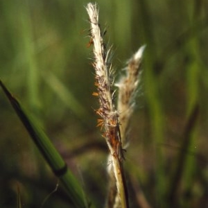 Imperata cylindrica at Greenway, ACT - 2 Mar 2007