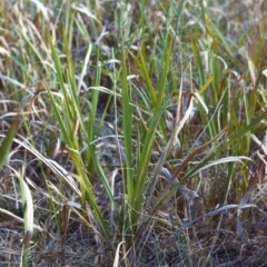 Imperata cylindrica at Greenway, ACT - 2 Mar 2007