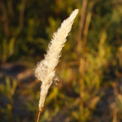 Imperata cylindrica (Blady Grass) at Paddys River, ACT - 5 Jul 2003 by michaelb