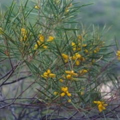 Acacia doratoxylon (Currawang) at Gigerline Nature Reserve - 1 Nov 2005 by michaelb