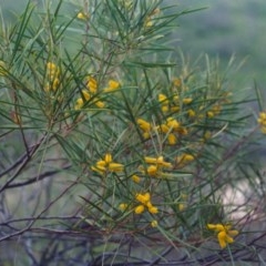 Acacia doratoxylon (Currawang) at Tennent, ACT - 1 Nov 2005 by MichaelBedingfield