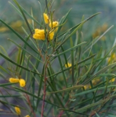 Acacia doratoxylon at Tennent, ACT - 1 Nov 2005