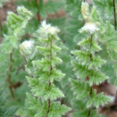 Cheilanthes distans (Bristly Cloak Fern) at Farrer, ACT - 26 Apr 2014 by julielindner