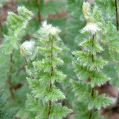 Cheilanthes distans (Bristly Cloak Fern) at Farrer Ridge - 26 Apr 2014 by julielindner