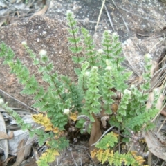 Cheilanthes distans at Farrer, ACT - 26 Apr 2014