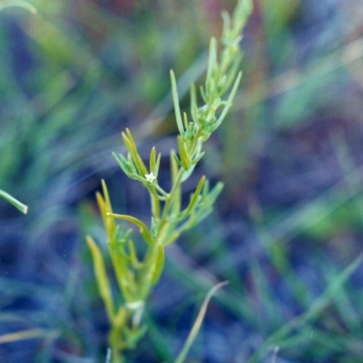 Thesium australe (Austral Toadflax) at Barneys Hill/Mt Stranger - 30 Nov 2001 by michaelb