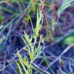 Thesium australe at Bonython, ACT - 30 Nov 2001