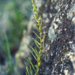 Thesium australe (Austral Toadflax) at Bonython, ACT - 28 Nov 2007 by MichaelBedingfield