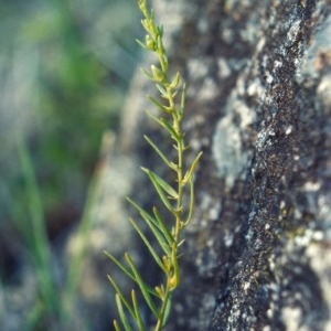 Thesium australe at Bonython, ACT - 28 Nov 2007