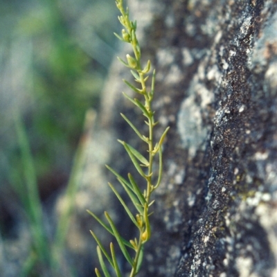 Thesium australe (Austral Toadflax) at Bonython, ACT - 28 Nov 2007 by michaelb