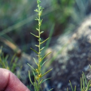 Thesium australe at Bonython, ACT - 28 Nov 2007