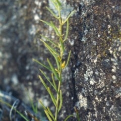 Thesium australe at Bonython, ACT - suppressed