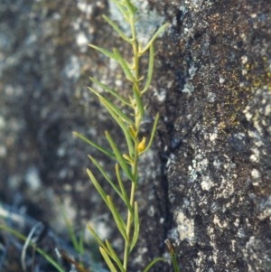 Thesium australe at Bonython, ACT - 28 Nov 2007