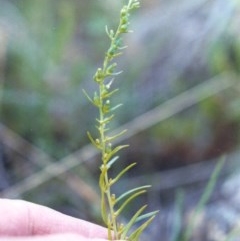 Thesium australe at Bonython, ACT - 28 Nov 2007