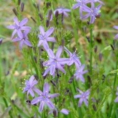 Caesia calliantha (Blue Grass-lily) at Farrer Ridge - 30 Nov 2007 by julielindner