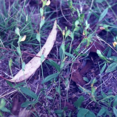 Zornia dyctiocarpa var. dyctiocarpa (Zornia) at Tuggeranong Hill - 3 Mar 2001 by michaelb