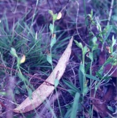 Zornia dyctiocarpa var. dyctiocarpa at Conder, ACT - 3 Mar 2001