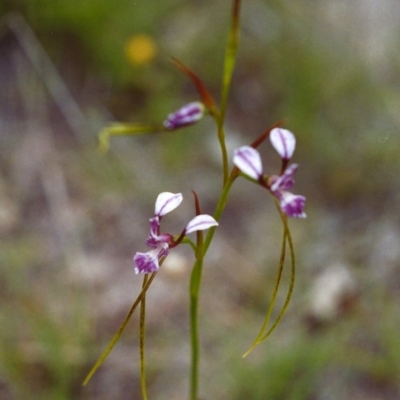 Diuris dendrobioides (Late Mauve Doubletail) at Conder, ACT - 16 Nov 1999 by michaelb