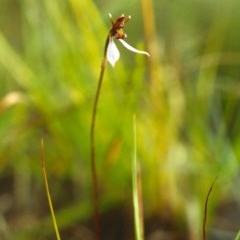 Eriochilus cucullatus (Parson's Bands) at Conder, ACT - 28 Mar 2000 by MichaelBedingfield