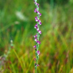 Spiranthes australis at Tuggeranong DC, ACT - 8 Jan 2001