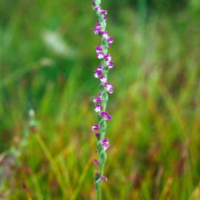 Spiranthes australis (Austral Ladies Tresses) at Tuggeranong DC, ACT - 8 Jan 2001 by MichaelBedingfield