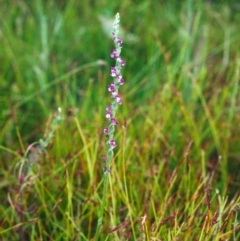 Spiranthes australis at Tuggeranong DC, ACT - 8 Jan 2001